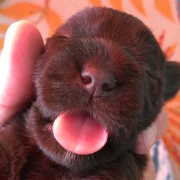 Miniature Schnauzer Puppies from Pamela Aumueller