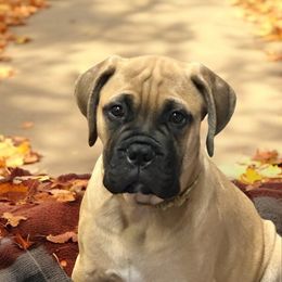 Bullmastiff Puppies from Ambrosia Mastiffs