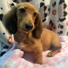 Dachshund puppies from MCS Dachshunds