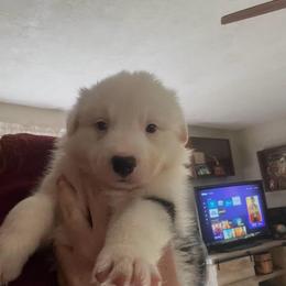 Aine (Aw-nya) - Black and white female Border Collie puppy in Lebanon, Oregon from Cahill’s Canines