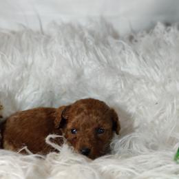Alex OFA and CHIC sire - Red  male Poodle puppy in Westfield, North Carolina from Legacy Pets