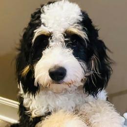Bernedoodles from Shirl Doodle Life