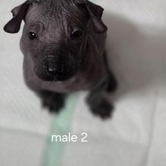 Xoloitzcuintli Puppies from Mickam's Xolo's