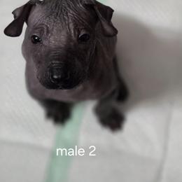 Xoloitzcuintli Puppies from Mickam's Xolo's