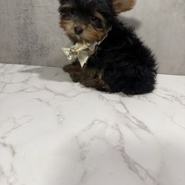 Riley - Black and gold female Yorkshire Terrier puppy in Maple Heights, Ohio from Yorkiesllc