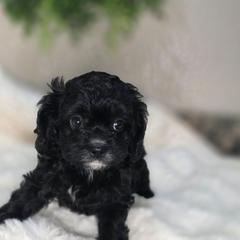 Macy - Black and white female Cavapoo puppy in Seymour, Missouri from Fairview's Precious Pups
