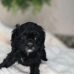 Macy - Black and white female Cavapoo puppy in Seymour, Missouri from Fairview's Precious Pups