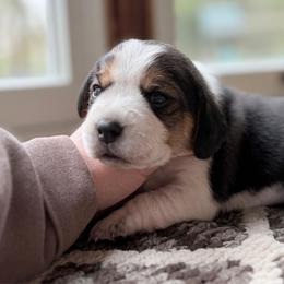 Blue Girl - Black tan and white female Beagle puppy in Grantsville, Maryland from Fable & Fern Beagles