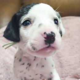 Glaceon (Teal collar) - White and black female Dalmatian puppy in Raymondville, Missouri from Wagner's Dalmatian's