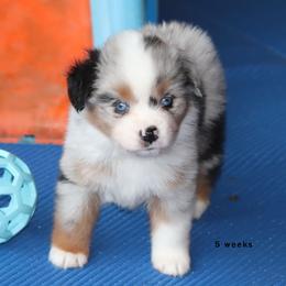Sassy - Blue merle female Miniature American Shepherd puppy in Mineola, Texas from Southern Star Miniature American Shepherds