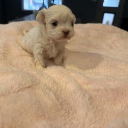 Girl 3 - female Maltese puppy in La Pine, Oregon from Happier with Dogs