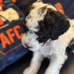 Blue Collar Boy - Black and white male Bernedoodle puppy in Colorado Springs, Colorado from Pikes Peak Doodles
