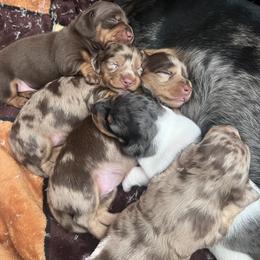 Dachshund Puppies from Teenie Tiny Doxies