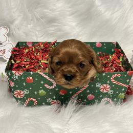 Kelsi - Ruby female Cavalier King Charles Spaniel puppy in Lula, Georgia from Cavaliers by Crumley