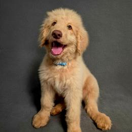 Thriller - Apricot male Labradoodle puppy in Lansing, North Carolina from Murphy Manor Mountain Doodles