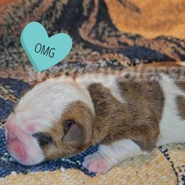 Otis - Red and white Bulldog puppy in Granville, Iowa from Wrinkly Blessings English Bulldogs