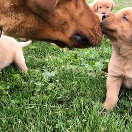 Labrador Retrievers from Pierce Labs