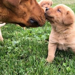 Labrador Retrievers from Pierce Labs
