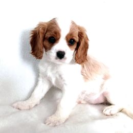 Janie - Blenheim female Cavalier King Charles Spaniel puppy in Dallas, Texas from Holliday Cavalier King Charles Spaniels