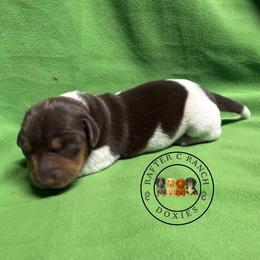 MCPF long or short hair TBD - Piebald female Dachshund puppy in Carthage, Texas from Rafter C Ranch Doxies