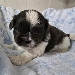Blue and White Male - Blue and white male Shih Tzu puppy in Oakville, Washington from Garrard Creek Shih Tzus