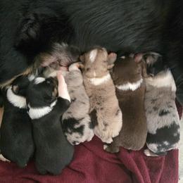 Australian Shepherd Puppies from Page Family Homestead
