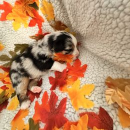 Ace - Blue merle male Miniature Australian Shepherd puppy in California from Elsa’s lil Wiggle Butts