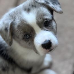 Red Collar - Blue merle and white female Cardigan Welsh Corgi puppy in Grants Pass, Oregon from Rockin’ DA Corgis & Critter Transport LLC