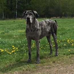 Great Danes from OnPoint Great Danes