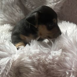 Blk tux male 5 - Black and white female Teddy Roosevelt Terrier puppy in Robards, Kentucky from Dream Tree Kennel