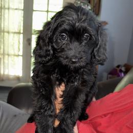 Fiona - Black female Goldendoodle puppy in Springfield, Pennsylvania from Lesher Goodwin Goldendoodles