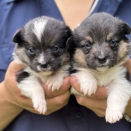 American Corgi and Pembroke Welsh Corgi Puppies from Grassy Lake Corgis