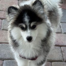 Pomsky Puppies from Bluepomski Puppies & Stud Services Of South West Florida