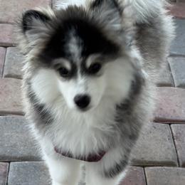 Pomsky Puppies from Bluepomski Puppies & Stud Services Of South West Florida