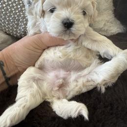 Sprinkles ( joy litter) - Cream female Maltipoo puppy in Fredericktown, Missouri from Doodle Pups Fur-Ever