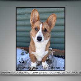 Zeppelin - Cardigan Welsh Corgi