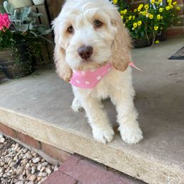 Ashoka - Cockapoo