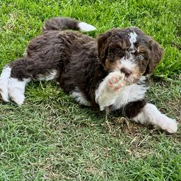 Rebekah - Tri-color female Bernedoodle puppy in Oologah, Oklahoma from Timber Hills Poodles and Doodles