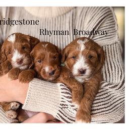 Rhyman - Red  male Goldendoodle puppy in New Harmony, Indiana from Cottonwood Farms