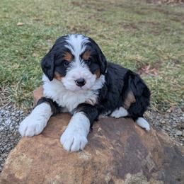 Bernedoodle puppies from Blue Cloud Doodles
