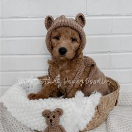 Pooh Bear - Red  male Goldendoodle puppy in Roanoke Rapids, North Carolina from Sweeter than Honey Doodles