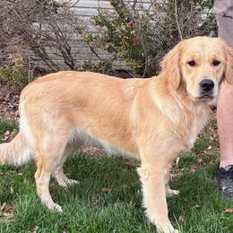 Golden Retriever puppies from Retriever Ranch