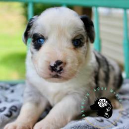 F150 - Blue merle male Miniature Australian Shepherd puppy in Lowgap, North Carolina from Ramblin’ Rose Mini's