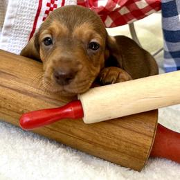 Chai AKC - Red female Dachshund puppy in Hendersonville, North Carolina from Snarky Doxy Miniature Dachshunds
