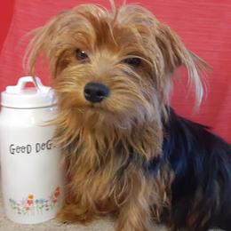 Mini Coup - Yorkshire Terrier