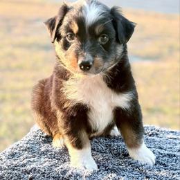 Green collar - Black tri male Miniature Australian Shepherd puppy in 32046, Florida from River Hill Ranch