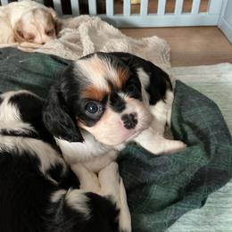 Margarita - Tri-color female Cavalier King Charles Spaniel puppy in Bullhead City, Arizona from Country Candy Cavaliers