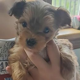 Phoebe - Merle female Yorkipoo puppy in Cottageville, South Carolina from Mandy's Yorkie's , Yorkiepoo's & Maltipoo's