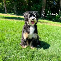 Winnie - Australian Labradoodle