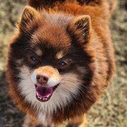 Coco - Pomeranian